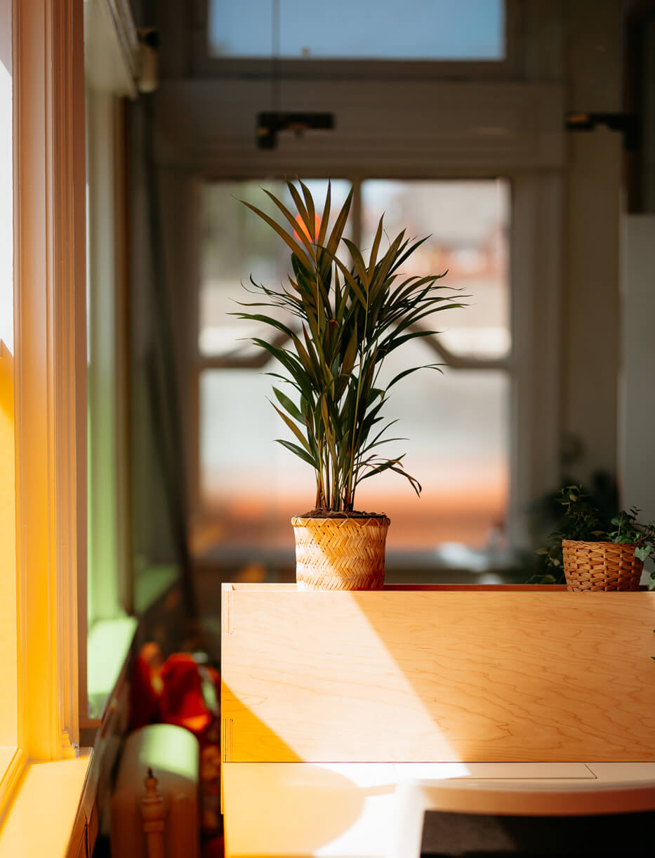 Some plants with light shining through the windows
